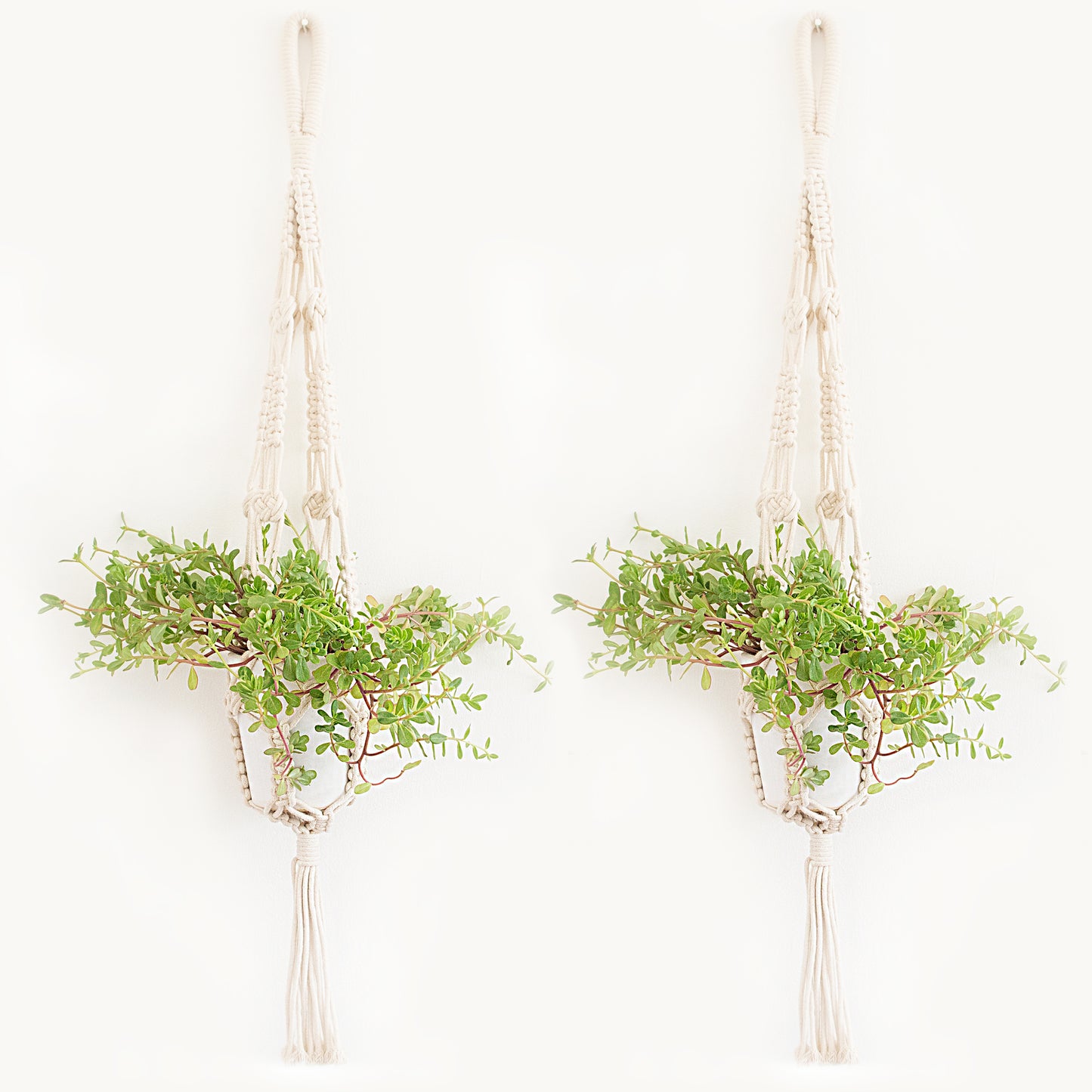 Canton - Ivory, 36"